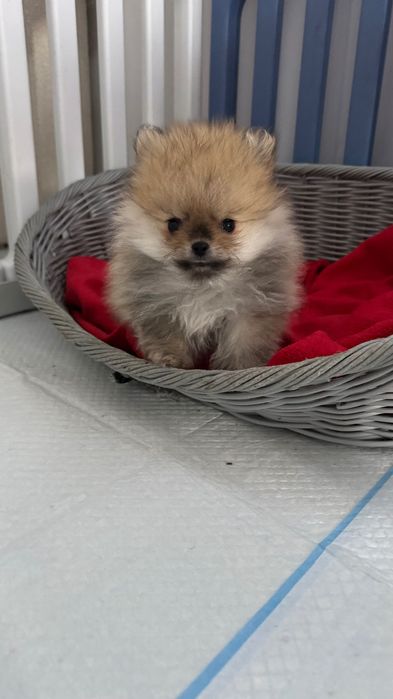 Pomeranian -szpic miniaturowy