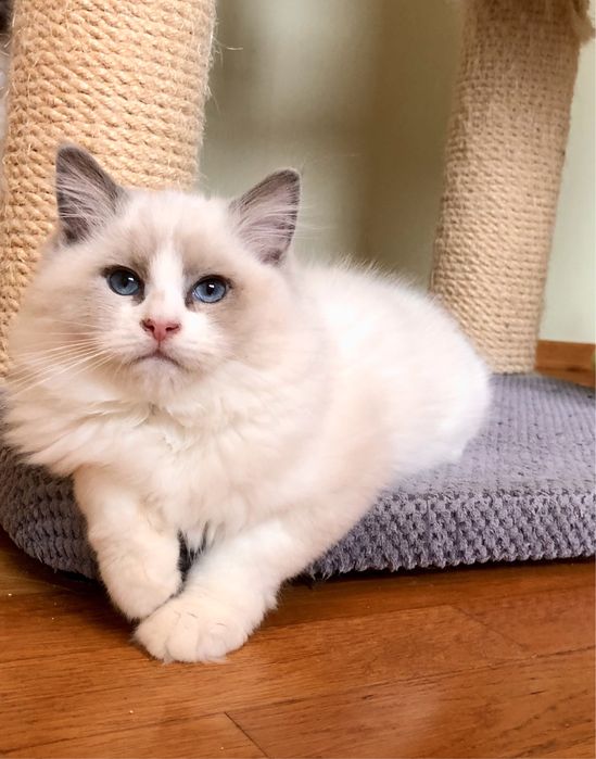 Elvis Fluffywood*PL Ragdoll legalna hodowla