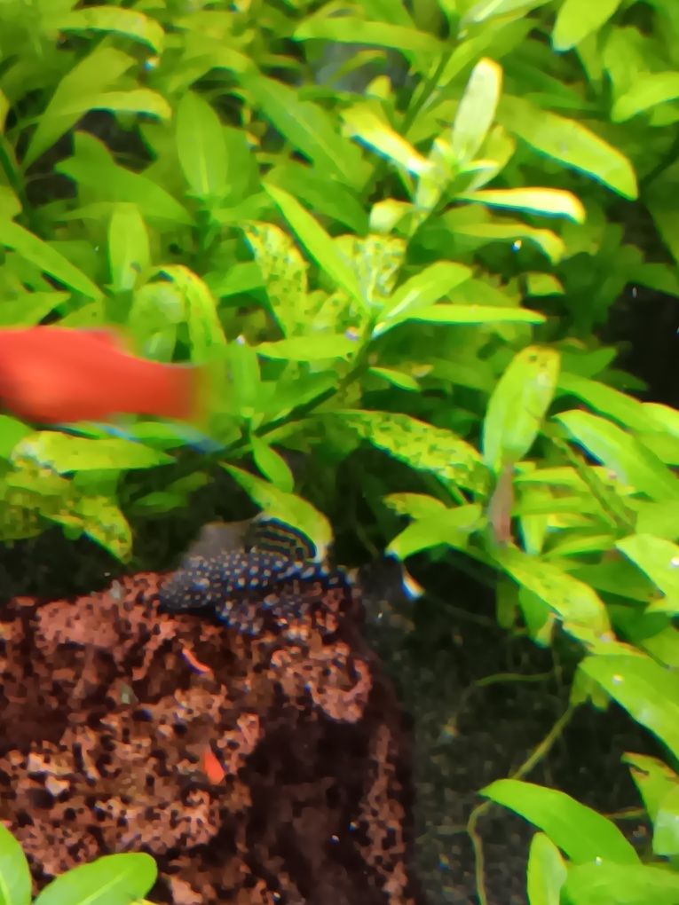 Ansistrus peixes