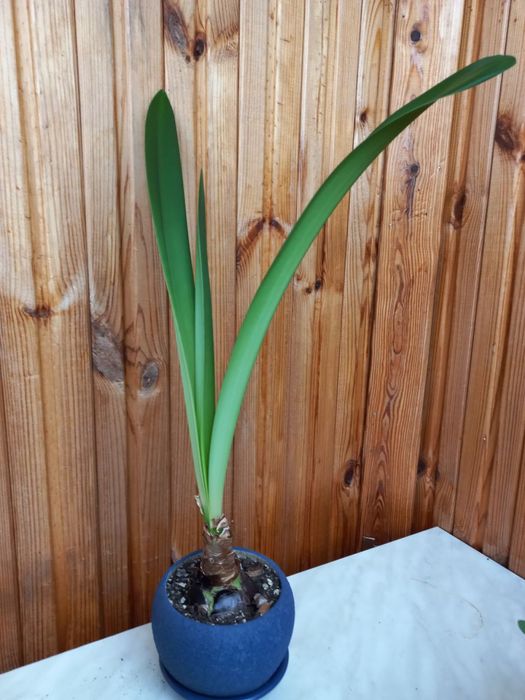 Амариліс (червоний)