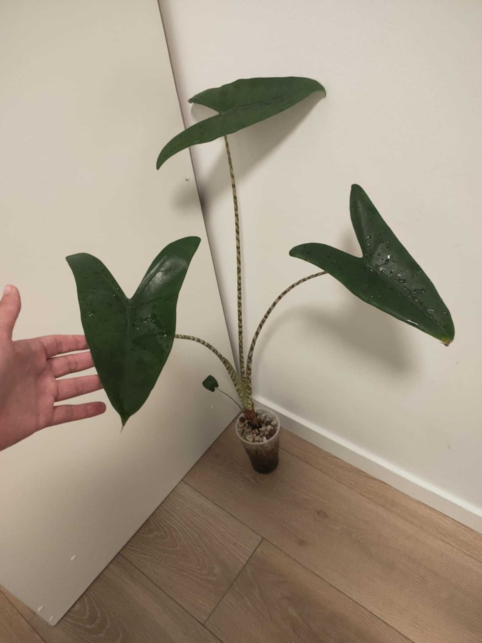 Alocasia zebrina (alokazja duża sadzonka regres)