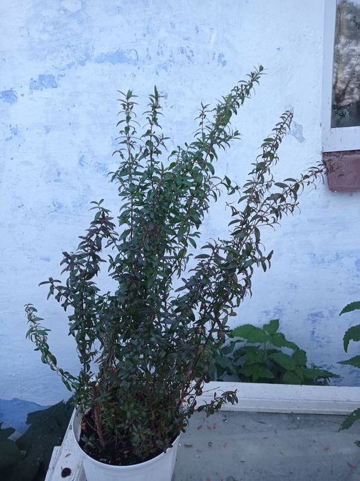 Мірти вазони дрмашні