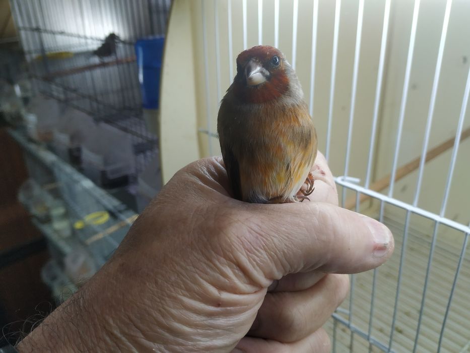 Mestiços pinta canaria