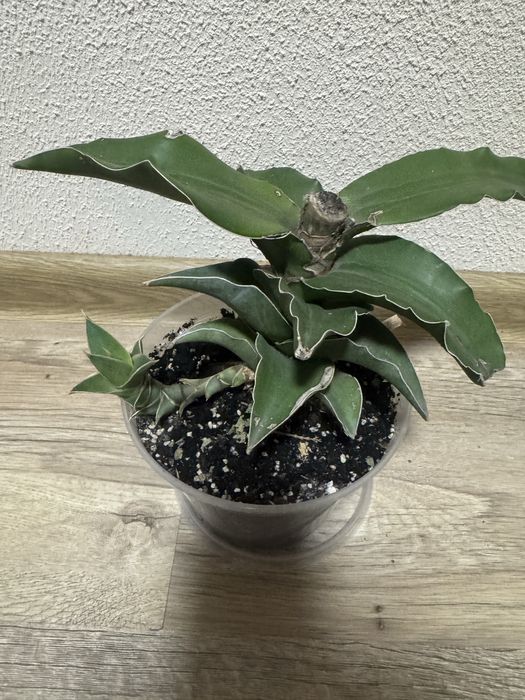 Сансевієрія лавранос Blue Kew