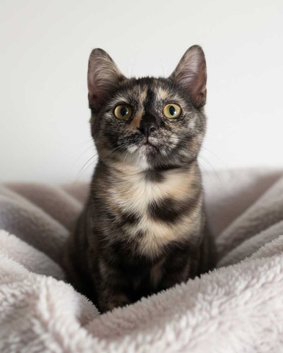 Setúbal / Margem Sul / Lisboa — SAFIRA e RUBY, gatinhas para adoção