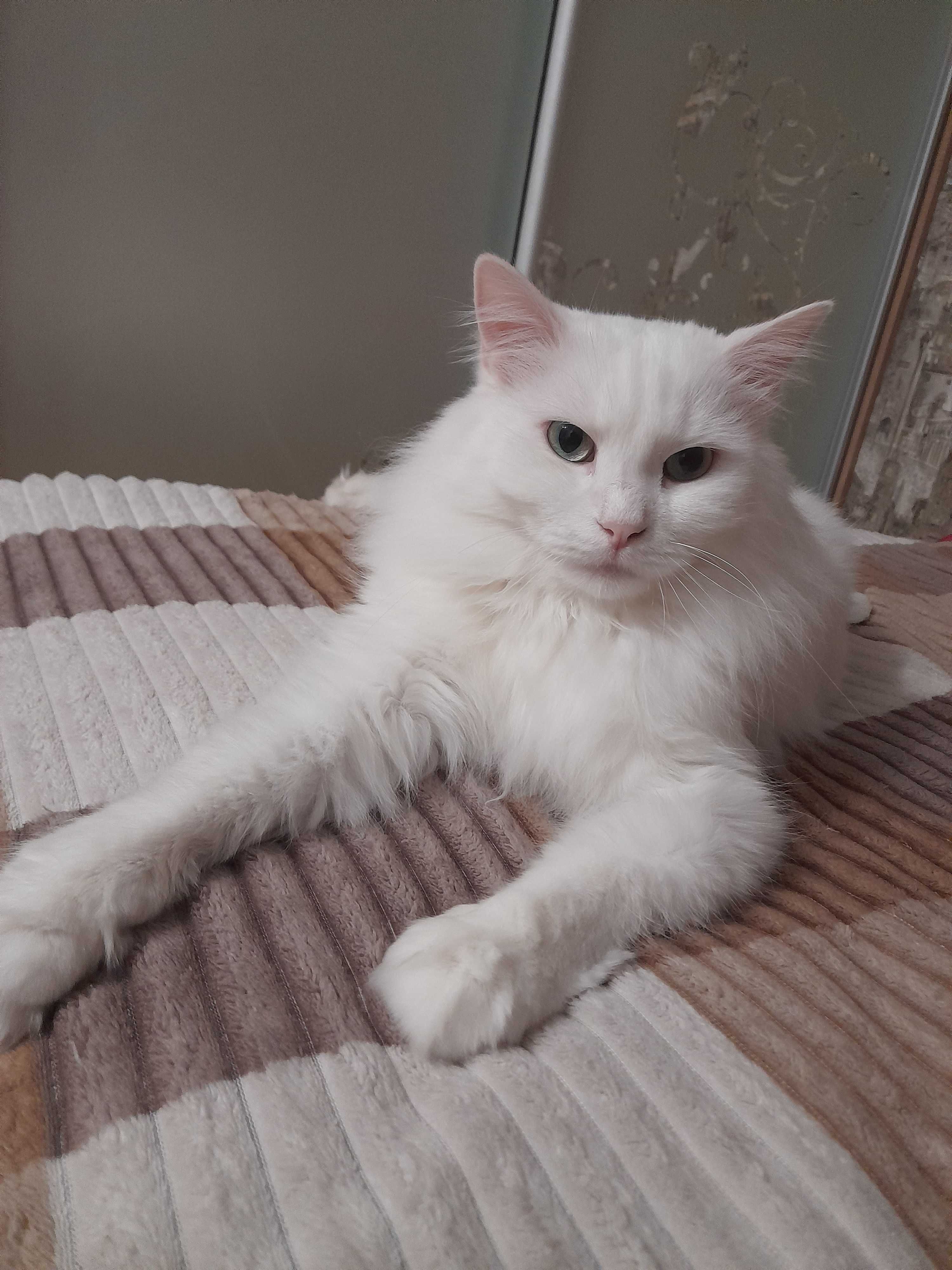 Білий пухнастий котик