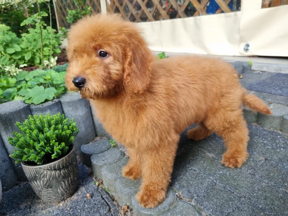Golden Retriever Goldendoodle MINI Pudel miniaturowy PIESEK