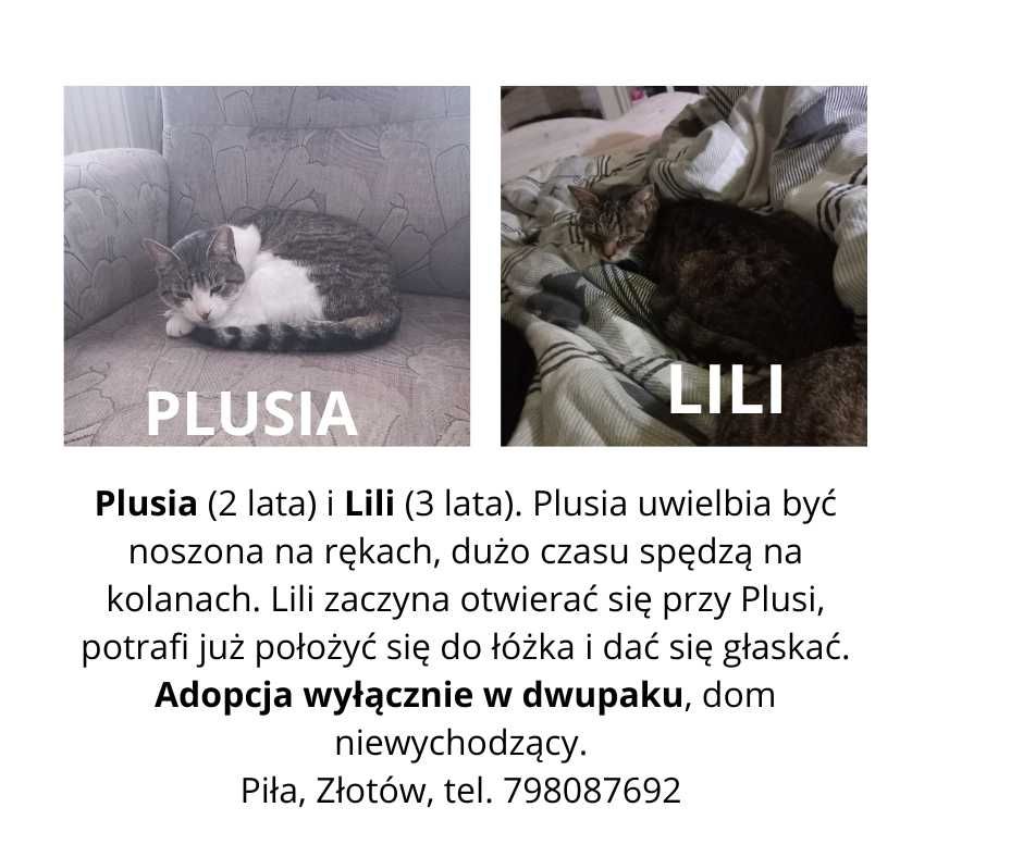 Kotki Misia i Ziaja czekają na dom