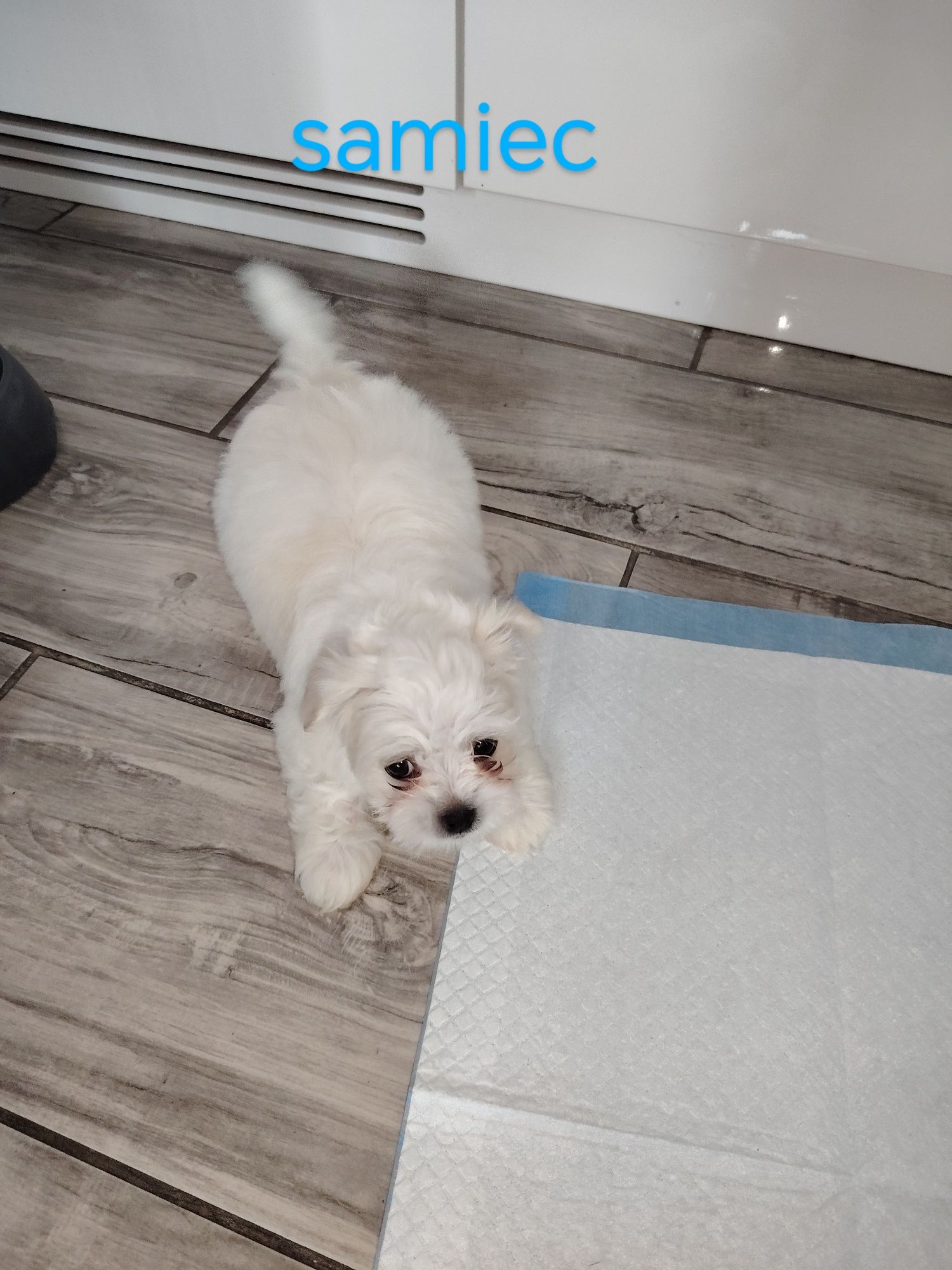 Maltipoo z włosem