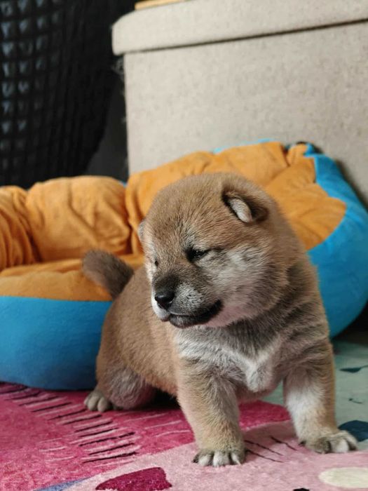 Shiba-śliczny chłopiec FCI/ZKwP