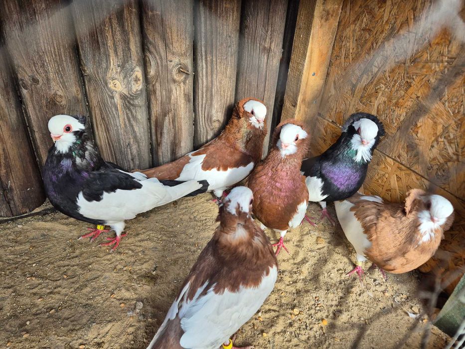 Wywrotki komarneńskie, felki