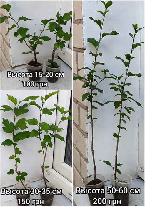 Виолет Клер Дабл - махровый древовидный гибискус