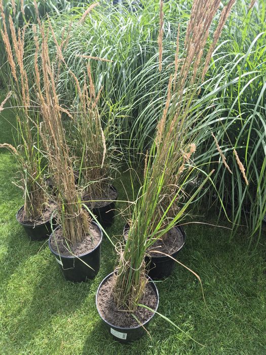 Trawa ozdobna duża sadzonka trzcinnik ostrokwiatowy tylko odbiór