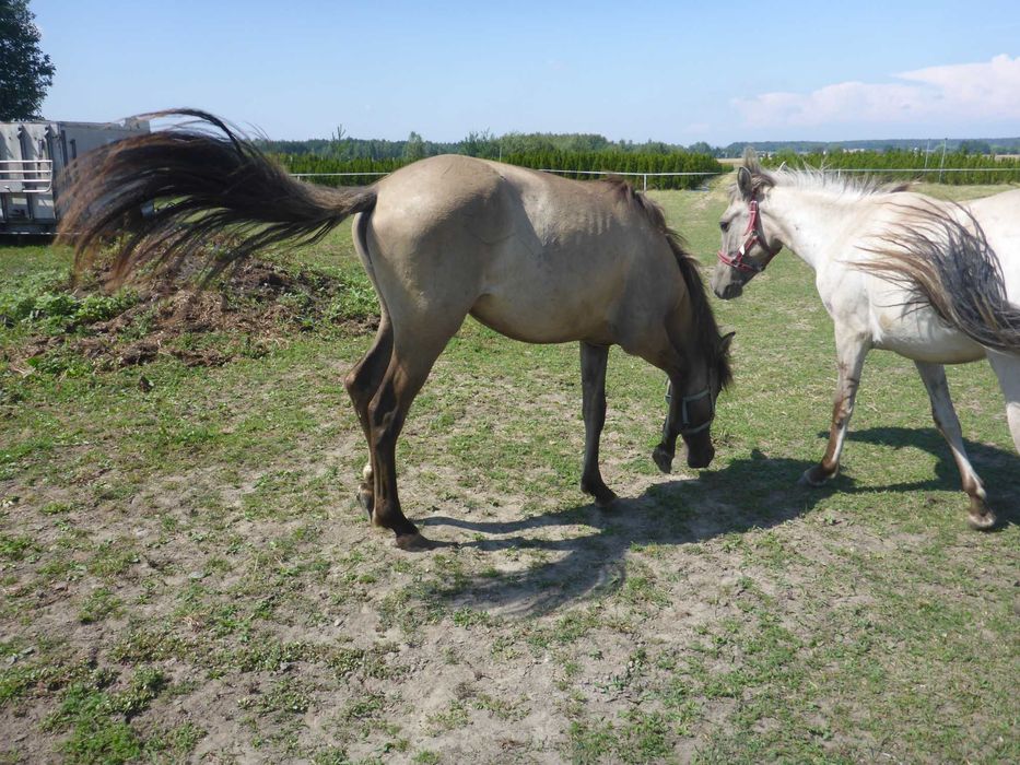 JASTA _ programowa _ KLACZ _ konik polski _ z badaniami DNA _ dowiozę