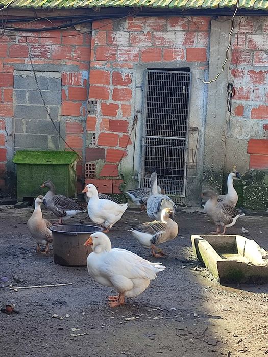 Vendo casal gansos kholmogory brancos 2024