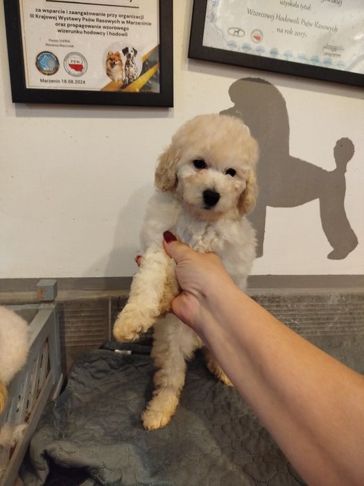 Pudel miniaturowy biały