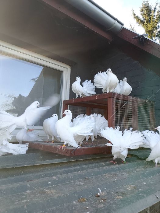 Gołębie garłacze górnośląskie 25r młode