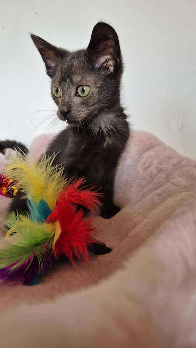 Robaczek - czarny kocurek do adopcji