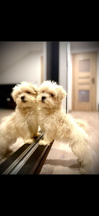 Śliczna sunia Maltipoo