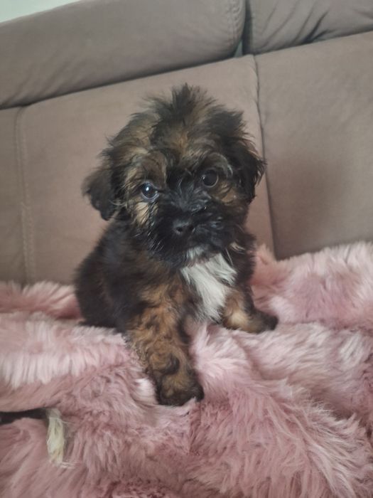 Cukiereczek unikatowy maluszek shih tzu szuka domu