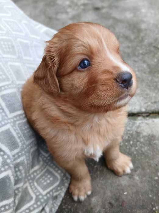 Piesek Nova Scotia Duck Tolling Retriever ZKwP / FCI