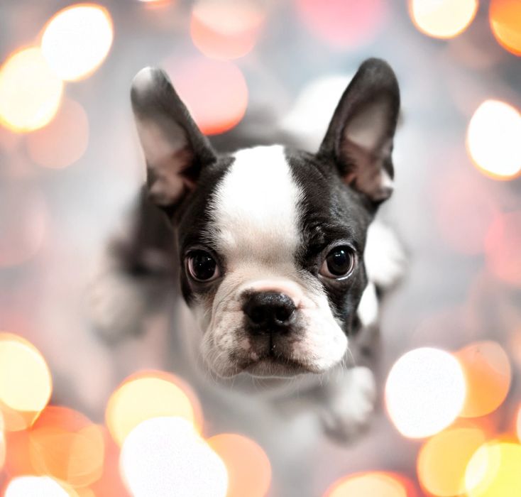 Gotowy do odbioru Boston terrier szczenię ZKwP okolice Warszawy