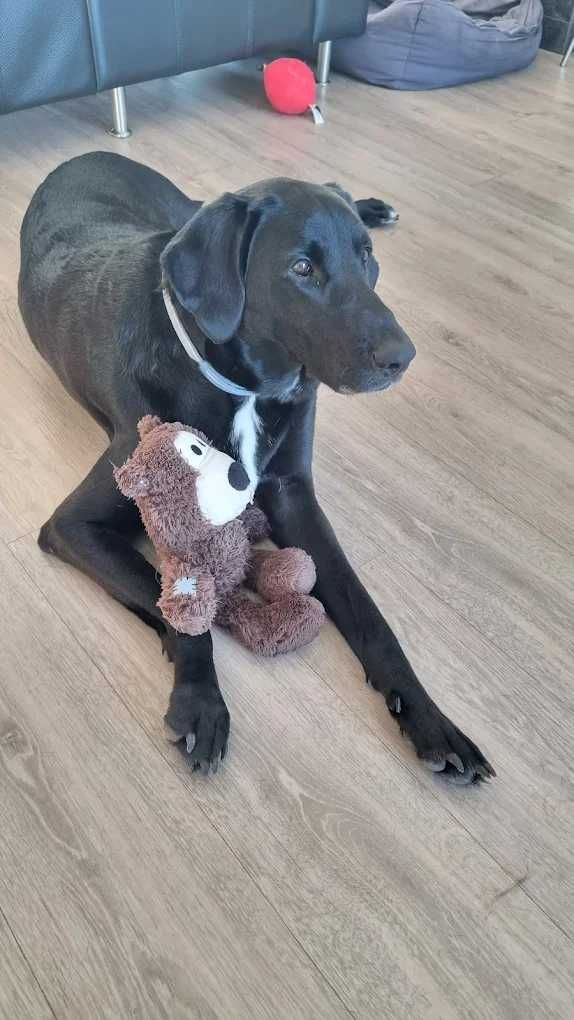 Petsitting ao Domicilio e Dog Walking em Montijo e Alcochete