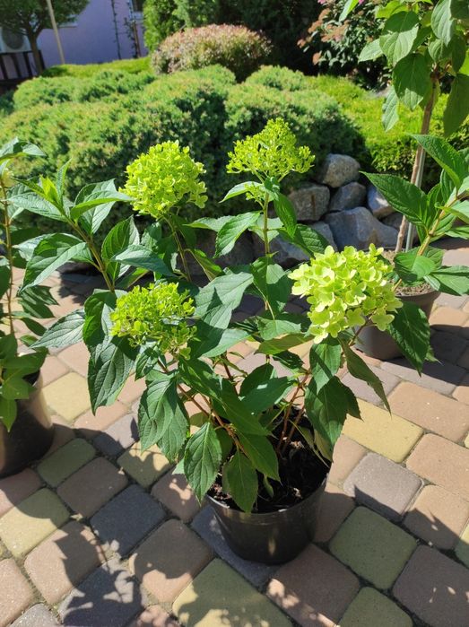 Гортензія Ренсам Фрамб.,Графіті ,Фрайз Мельба ,Лаймлайт,Пастель грін,