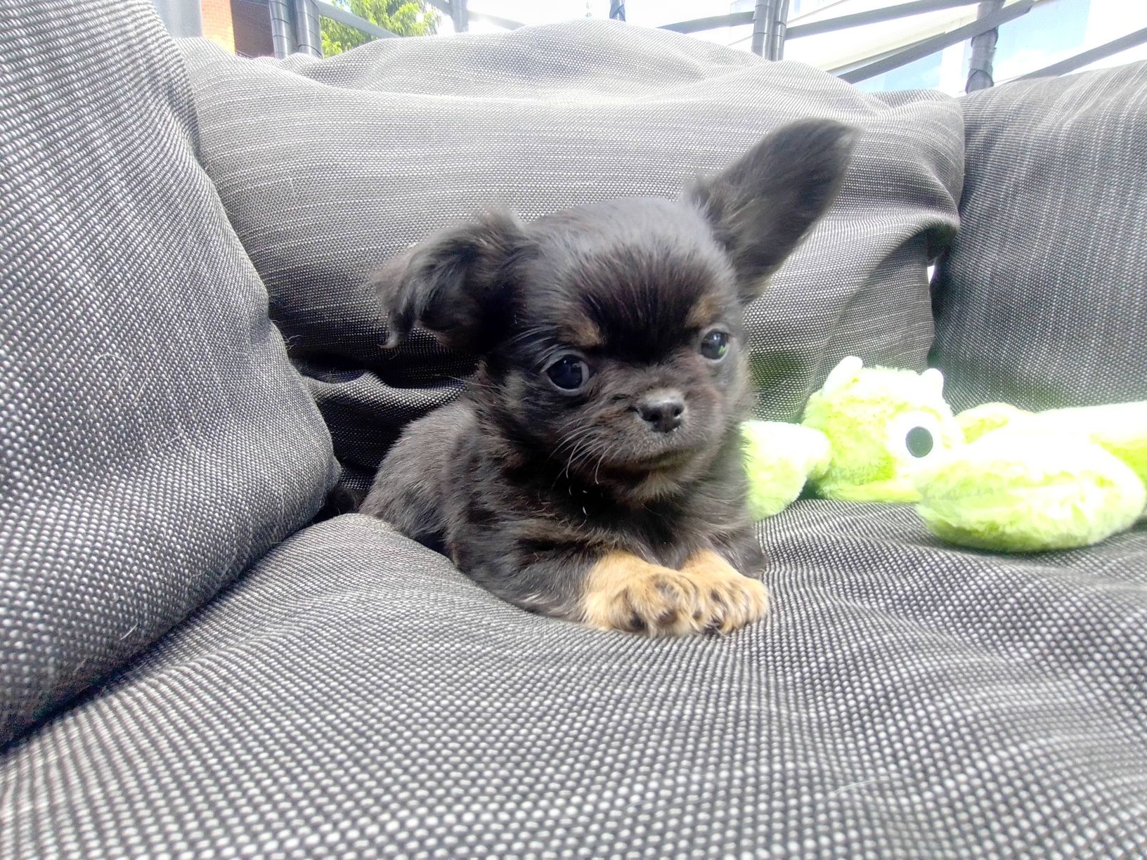 Шикарний довгошерстий чихуахуа хлопчик КСУ Київ