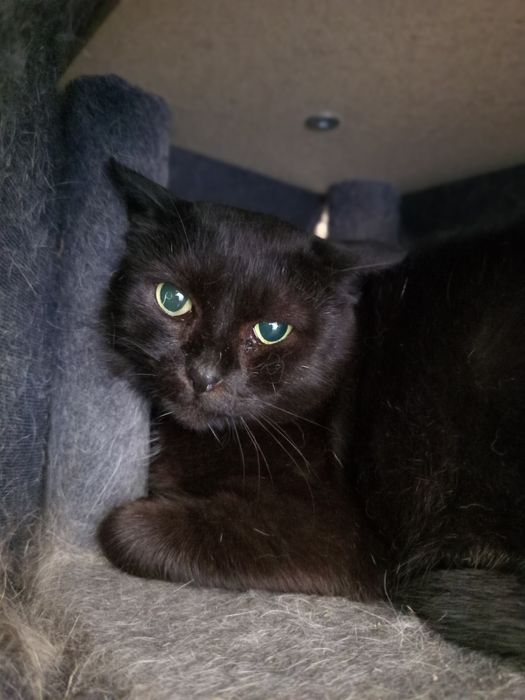 Kotka Matcha szuka domku