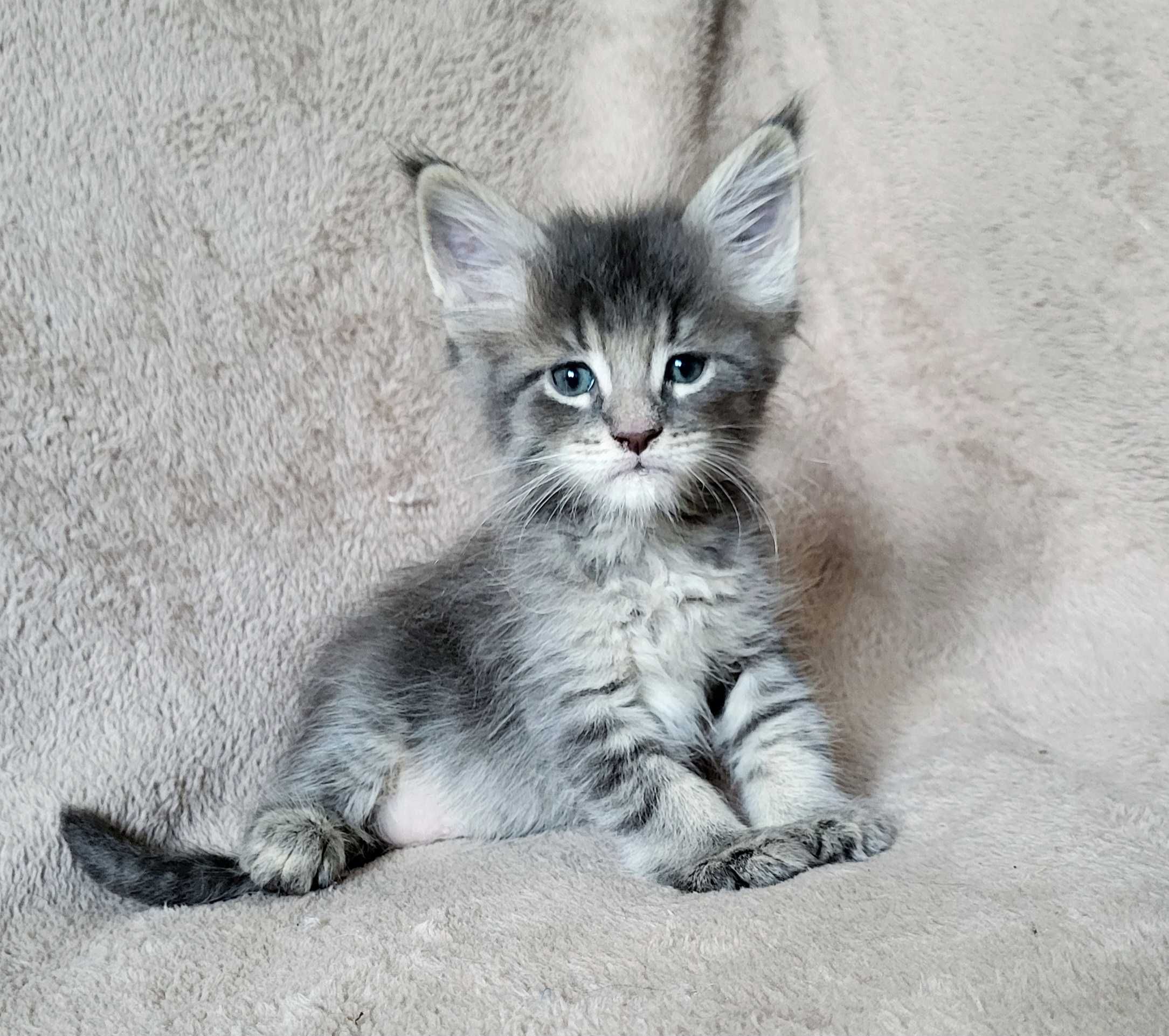 Chłopiec maine coon niebieski pręgowany FPL