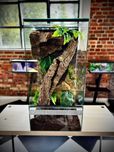 Terrarium szklane z leśnym wystrojem 40x40x80 cm. AlleTerra