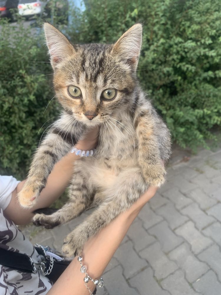 Віддам котика в добрі руки
