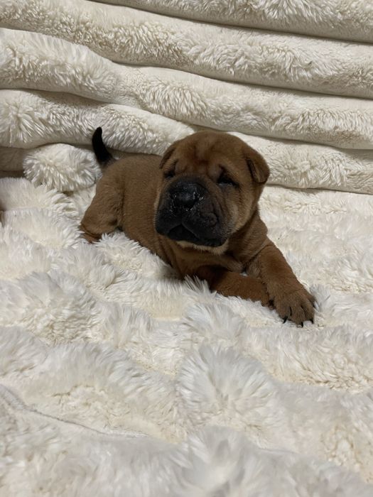 Шарпейчики в добрі руки