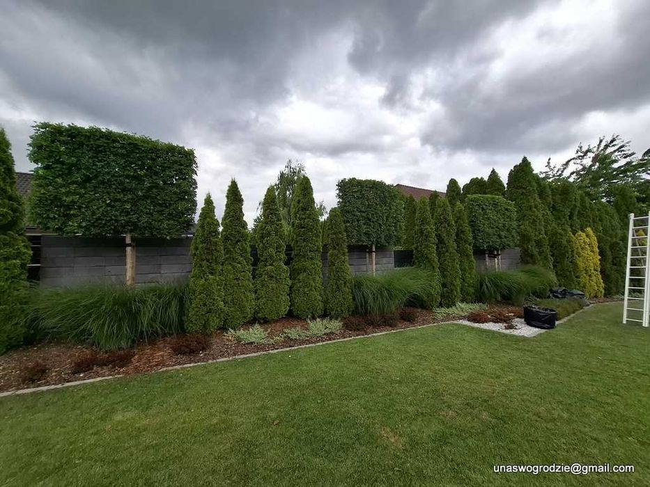 przycinanie żywopłotów tui, wycinanie gałęzi, wycinka drzew i krzewów