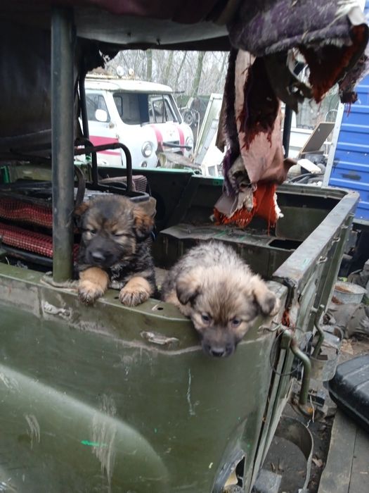 відам в добрі руки цуценят вівчарки