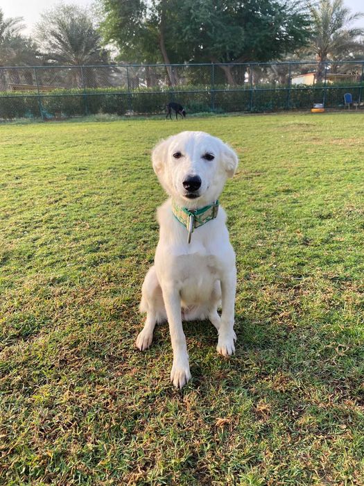 Tamara, kochane psie dziecko