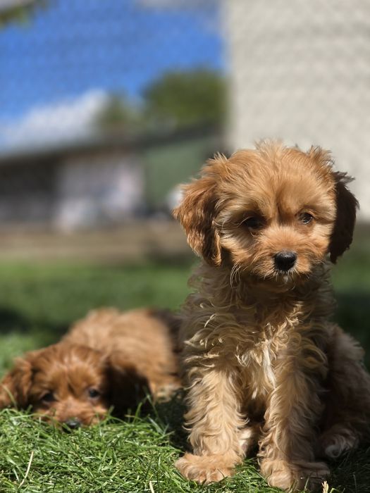 Cavapoo suczka f1