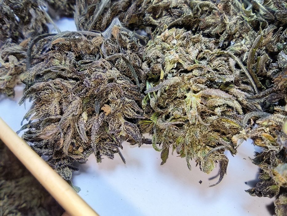 Susz CBD PREMIUM 8.25% legalny  1kg