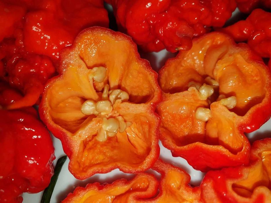 Продам насіння Carolina Reaper Red/ Кароліна Ріпер Червоний