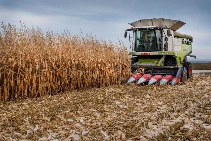 Koszenie kukurydzy na ziarno