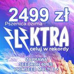 Pszenica ozima ELEKTRA C1  materiał siewny 2025 - DOSTAWA GRATIS