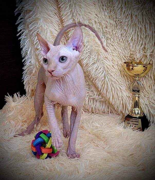 Канадский сфинкс мальчик, клуб, родословная WCF, доставка заграницу