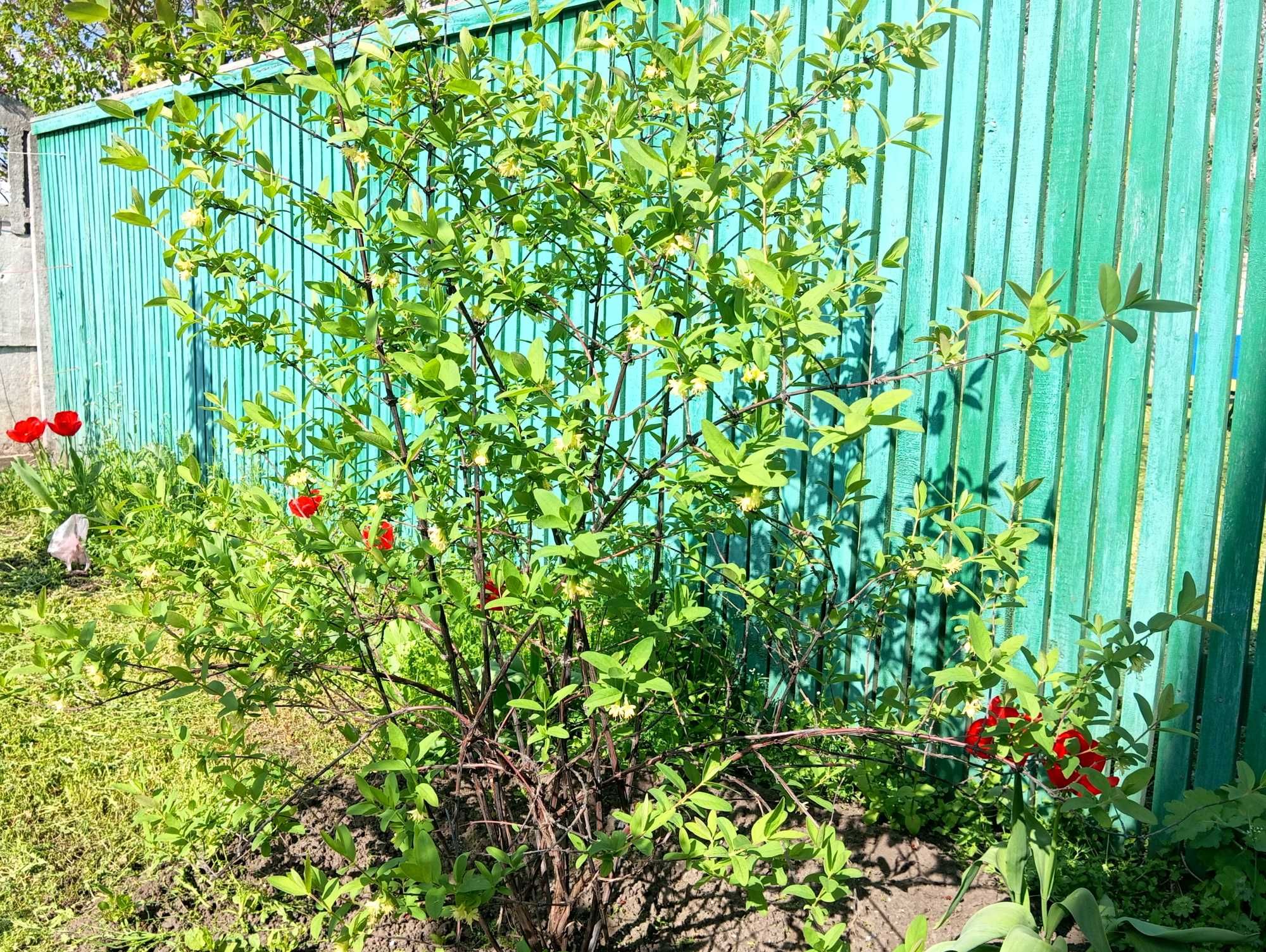 Жимолость съедобная, сорт Boreal Beauty