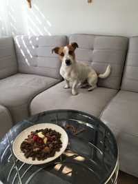 Jack Russell Terrier Reproductor