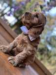 Cocker Spaniel Angielski piesek złoty z rodowodem wielopokoleniowym