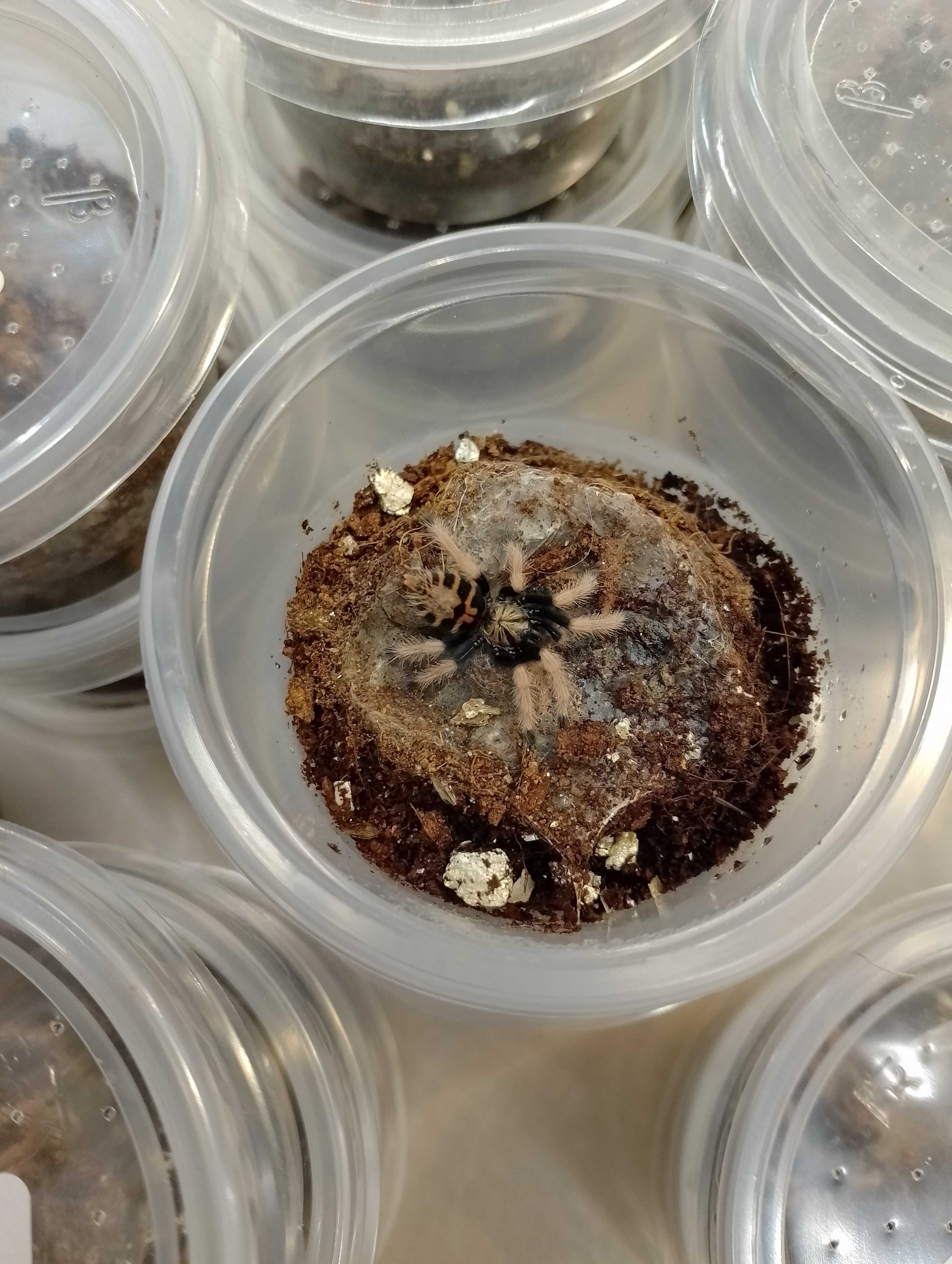 Chromatopelma cyaneopubescens L3/4 - sklep terrarystyczny ANIMALE