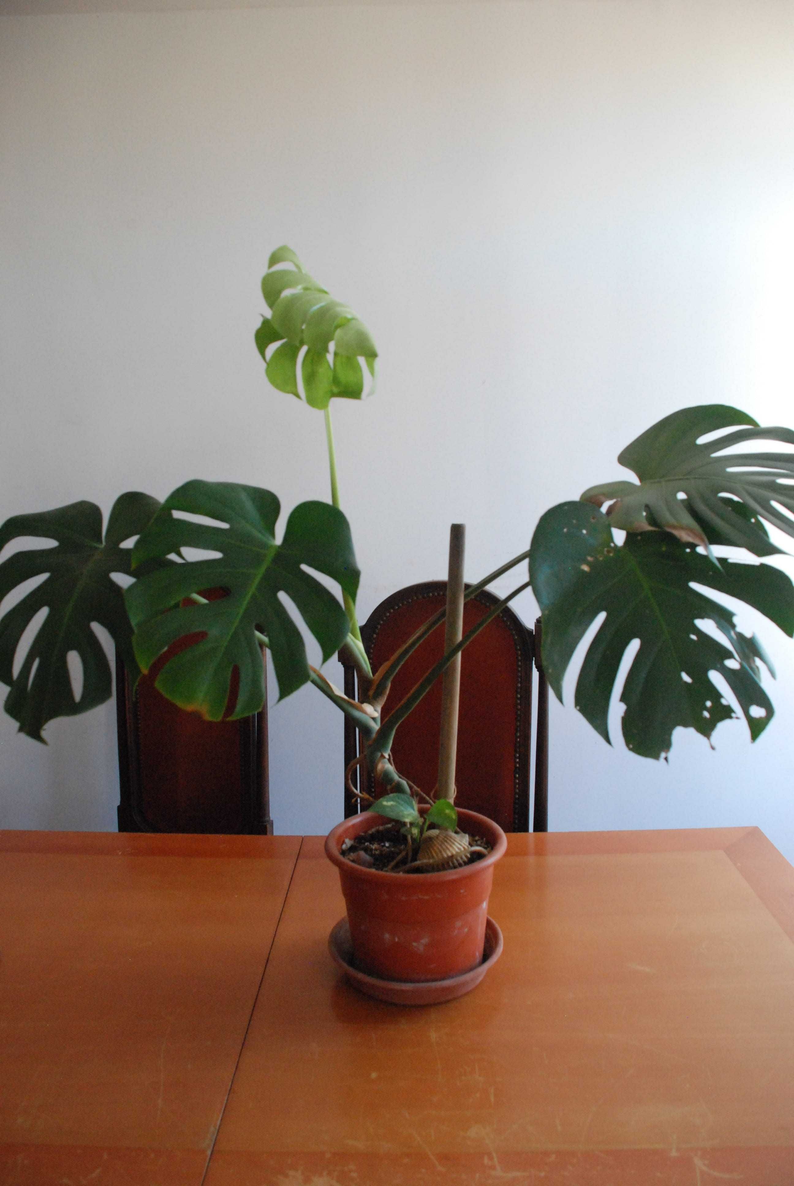 Plantas de apartamento, mosteira, espada de São George, são pedro etc.