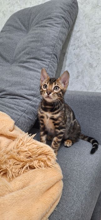 Бенгальське кошеня