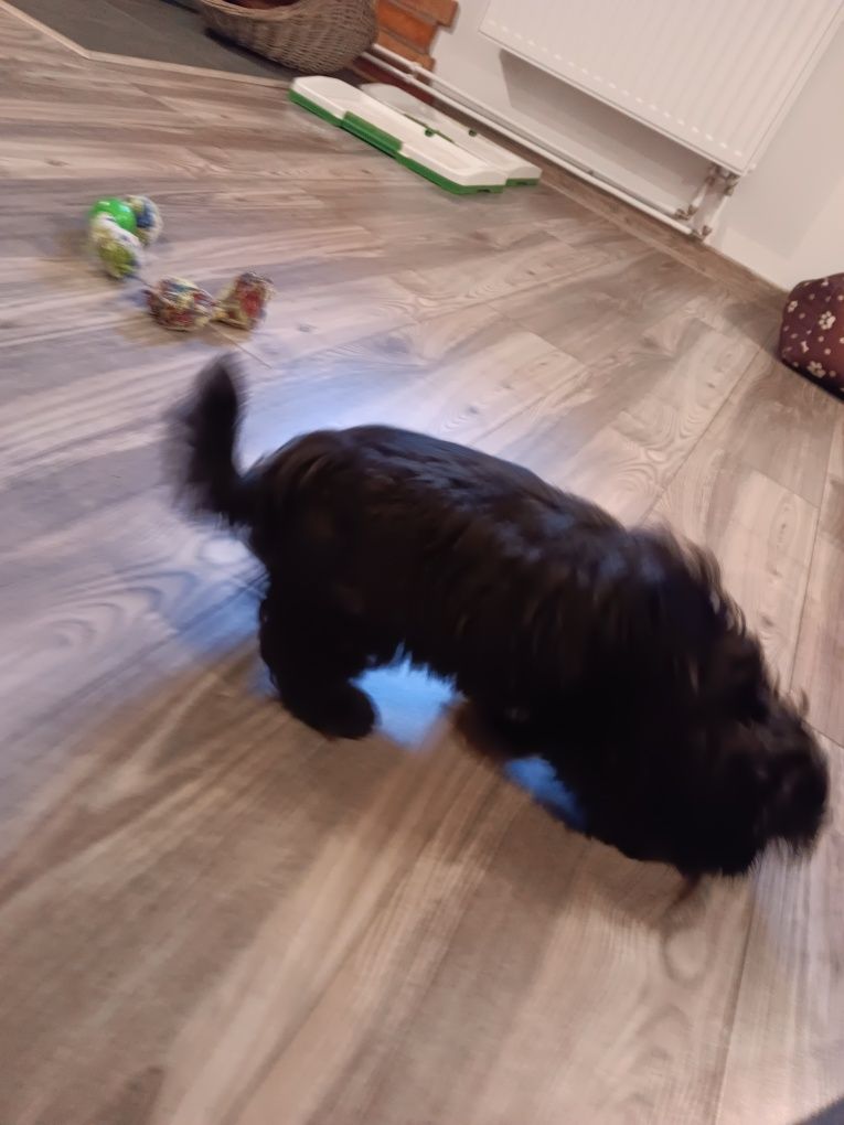 Shih Tzu Pies Piękności